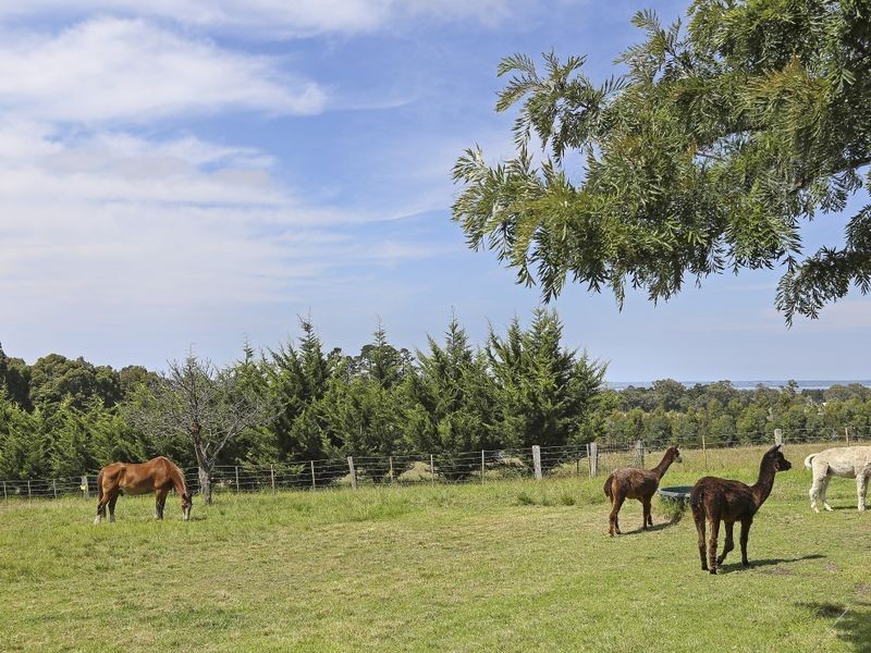 575A Great Alpine Road, Sarsfield VIC 3875