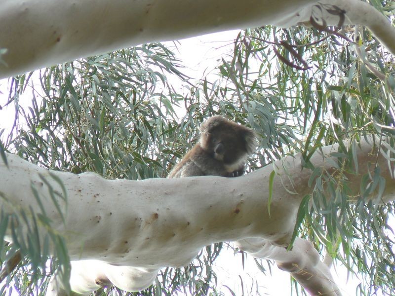 4410 Buchan Orbost Rd, Buchan VIC 3885