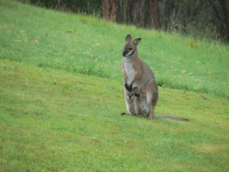 4410 Buchan Orbost Rd, Buchan VIC 3885