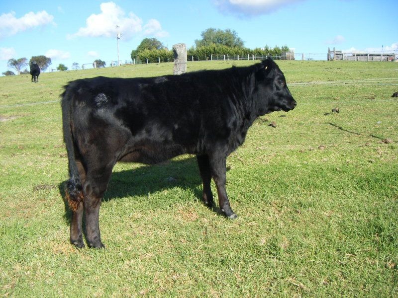 951 Deptford Road, Clifton Creek VIC 3875