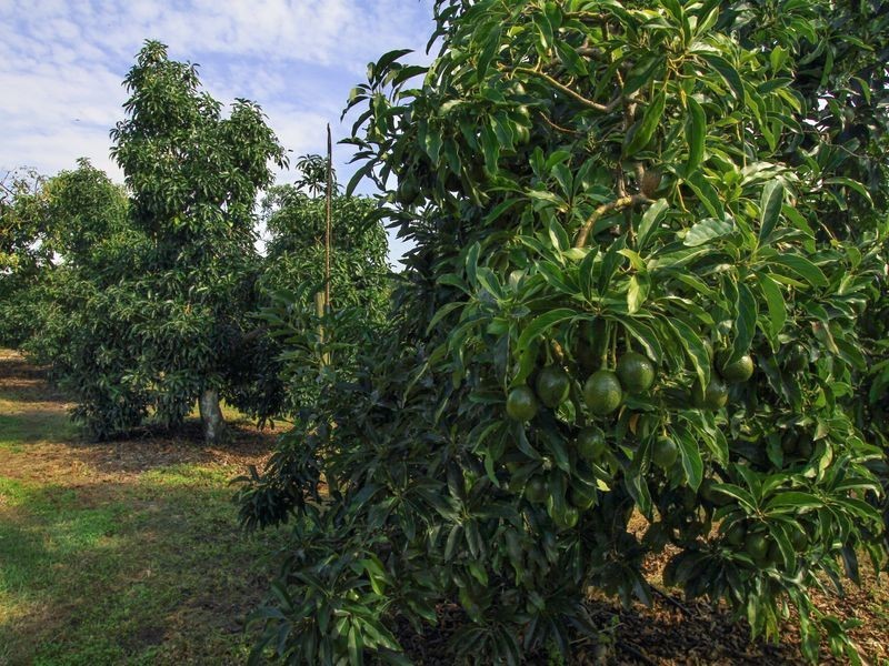 100 Jensens Road, Bairnsdale VIC 3875