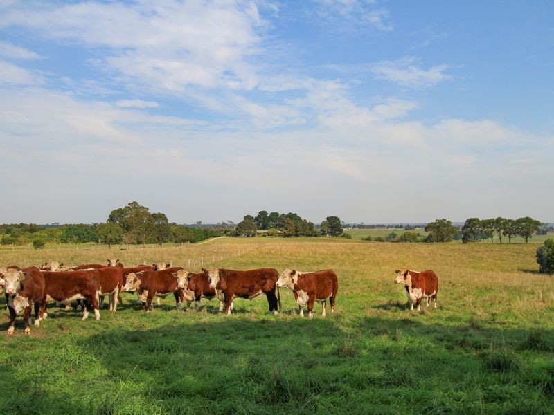 100 Jensens Road, Bairnsdale VIC 3875