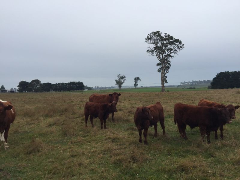 16 Calverts Road, Hillside VIC 3875