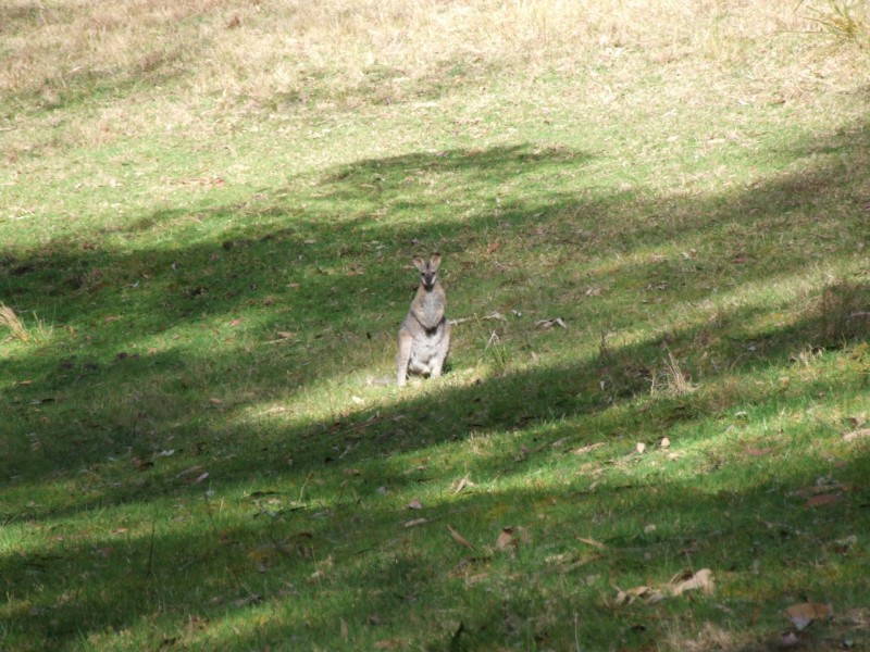 41 Sydenham Parade, Bemm River VIC 3889