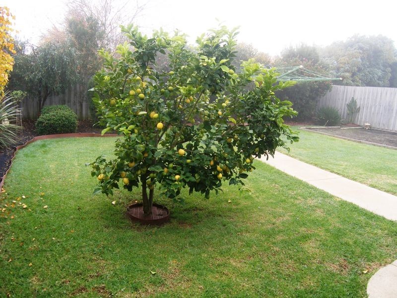 5 Kirrilee Court, Berwick VIC 3806