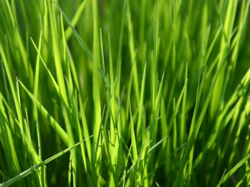 24 Homesleigh Road, Keysborough VIC 3173