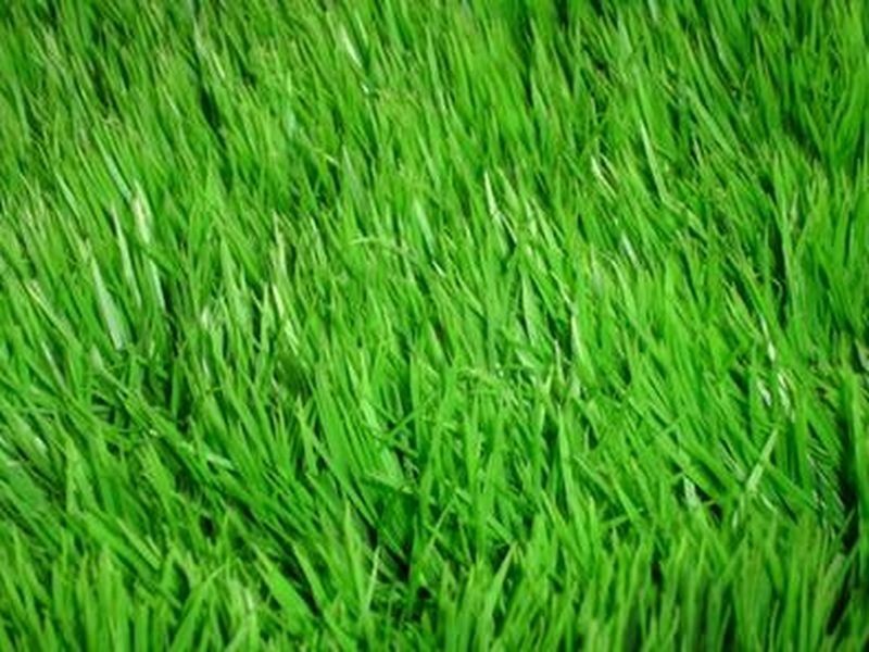 239/ Alarah Estate, Cranbourne VIC 3977