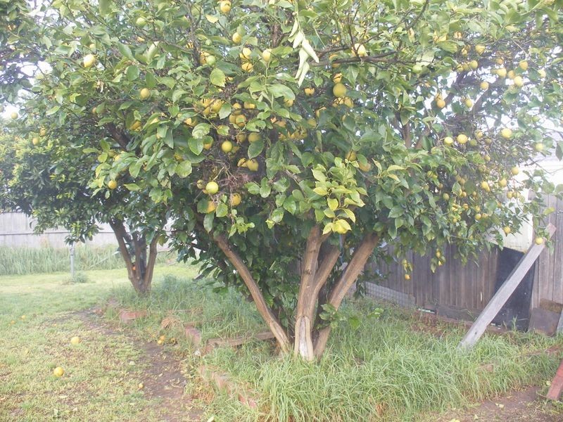 66 Springfield Crescent, Hampton Park VIC 3976