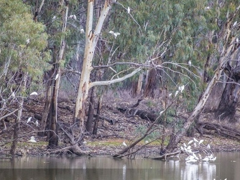 106 Braund Road, Echuca VIC 3564