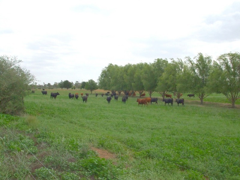 Lot 2 Sanctuary Road, Koyuga VIC 3622