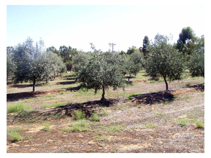 “The Grove”/231 Farley Road, Echuca VIC 3564