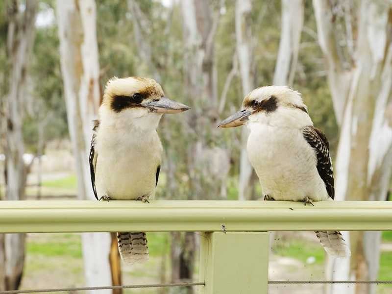 88 Wharparilla Drive, Echuca VIC 3564