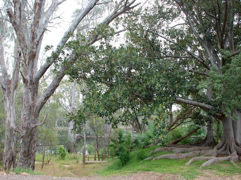 3/6 Berry Street, Moama NSW 2731