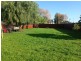 95 Miller Street, Tongala VIC 3621