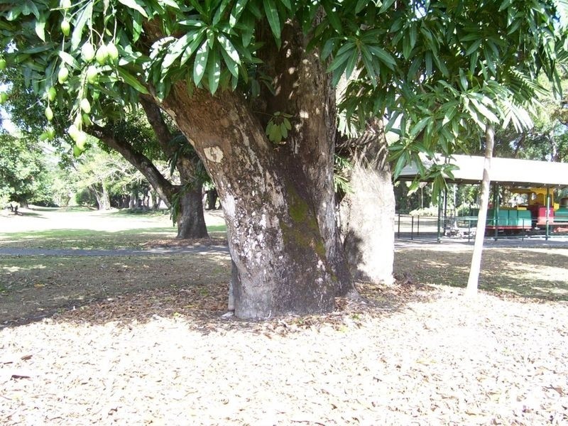 20 Lennox Street, Edmonton QLD 4869