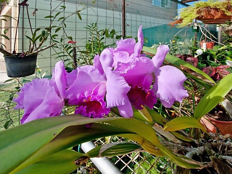 12 Page Street, Earlville QLD 4870