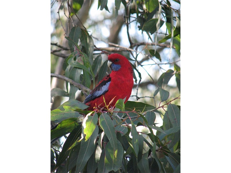 29 Wood Street, Metung VIC 3904