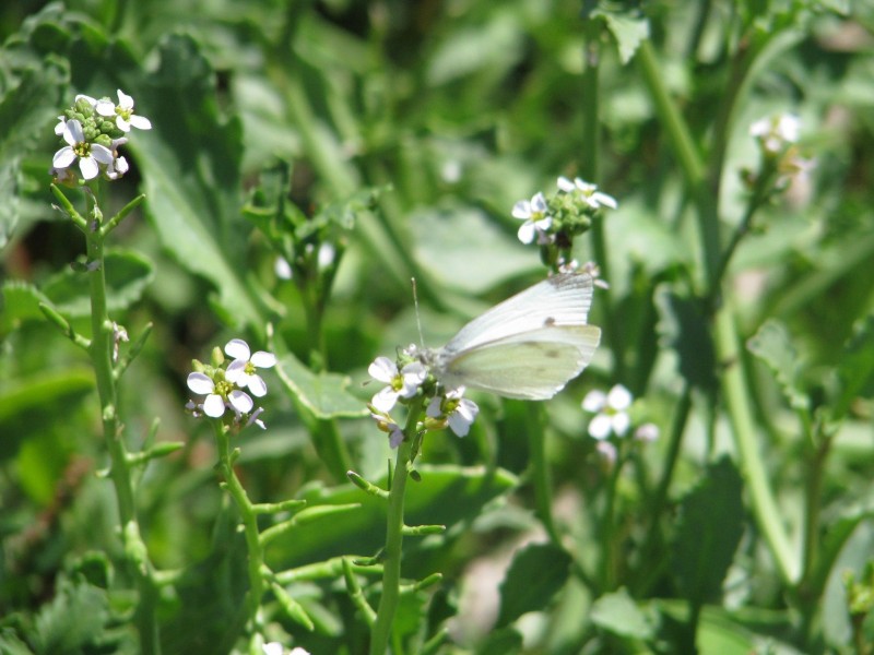 29 Wood Street, Metung VIC 3904