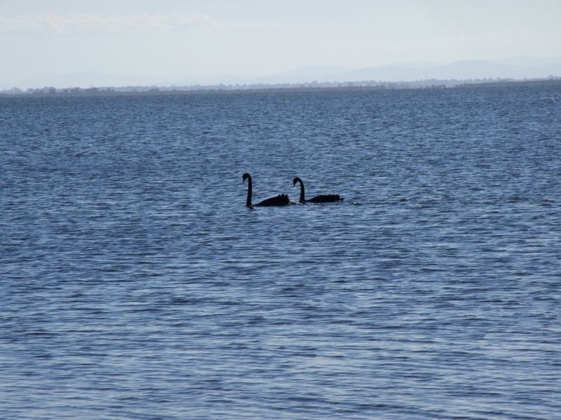 11 Falcon Grove. (Lot 518), Metung VIC 3904