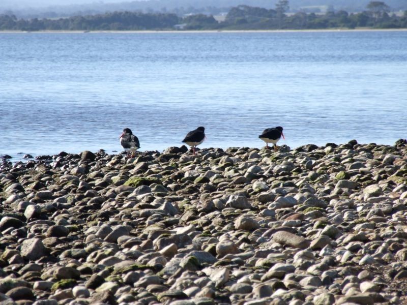 11 Falcon Grove. (Lot 518), Metung VIC 3904