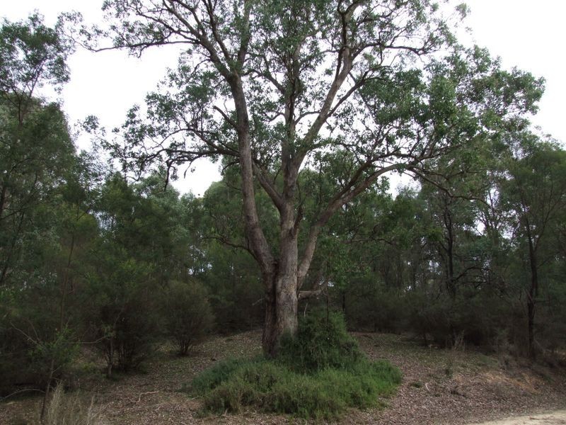 75 Rosherville Road, Metung VIC 3904