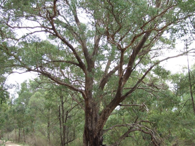 75 Rosherville Road, Metung VIC 3904