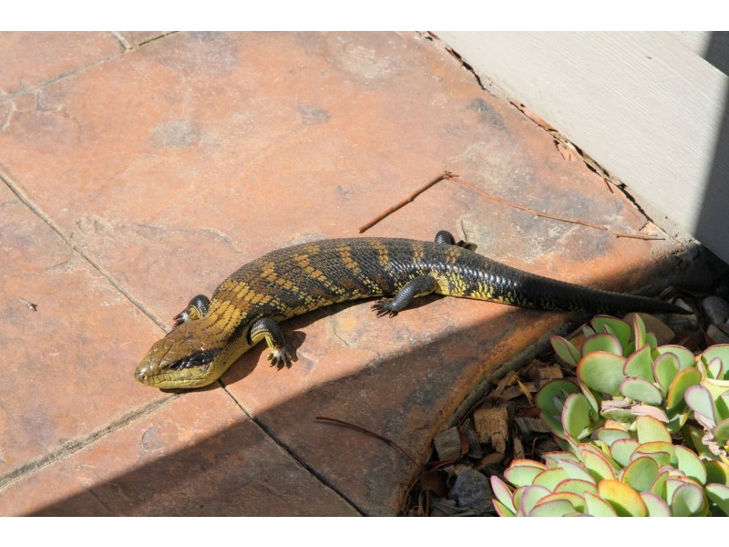 7 Fell Place, Metung VIC 3904