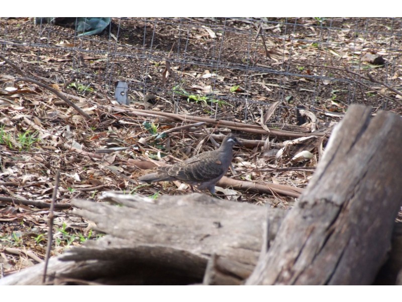 31 Gilsenans Drive, Metung VIC 3904