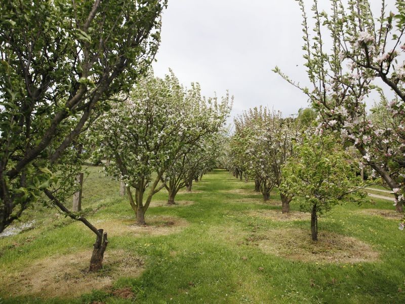 115 Bladens Road, Koo Wee Rup VIC 3981