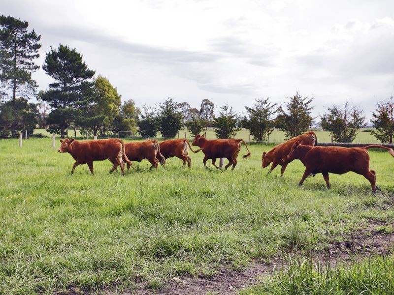 115 Bladens Road, Koo Wee Rup VIC 3981