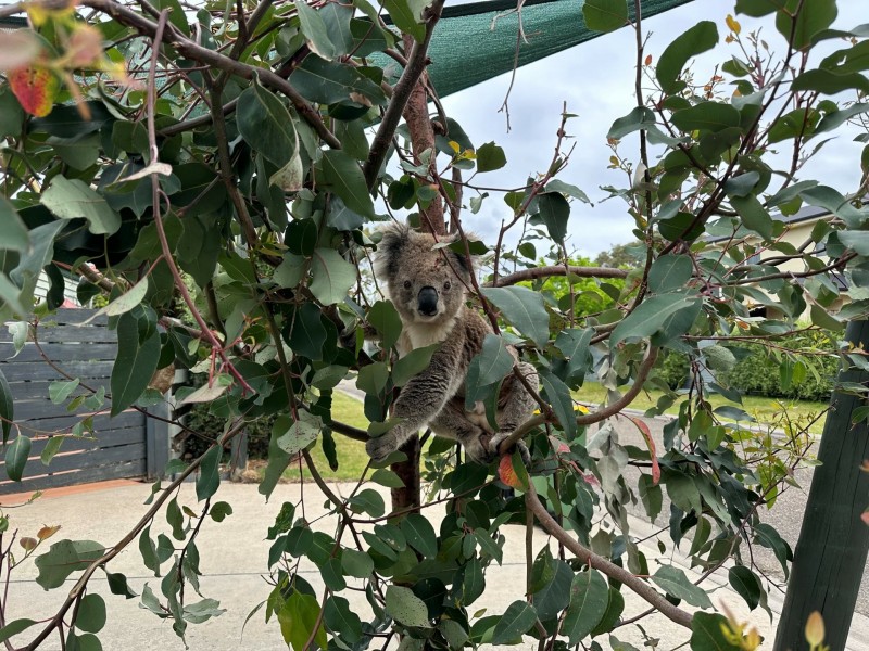 38 Eighth Avenue, Raymond Island VIC 3880