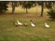 Newlands Arm VIC 3875