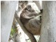 150 Gravelly Point Road, Raymond Island VIC 3880