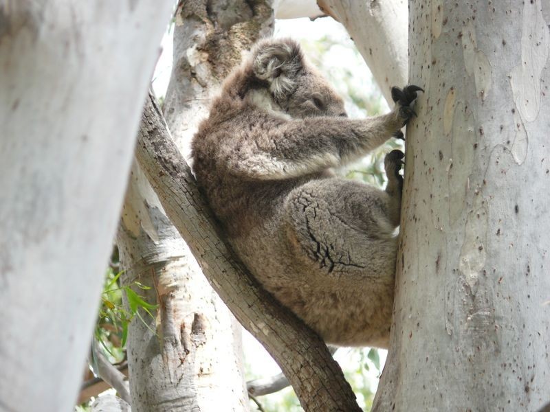 150 Gravelly Point Road, Raymond Island VIC 3880