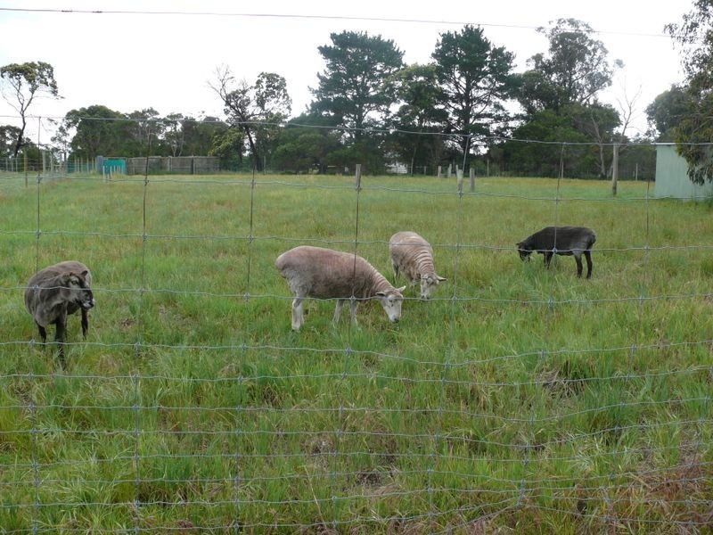 150 Gravelly Point Road, Raymond Island VIC 3880