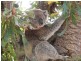 13 Gravelly Point Road, Raymond Island VIC 3880