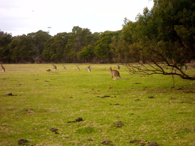 135 Western Boulevard, Raymond Island VIC 3880