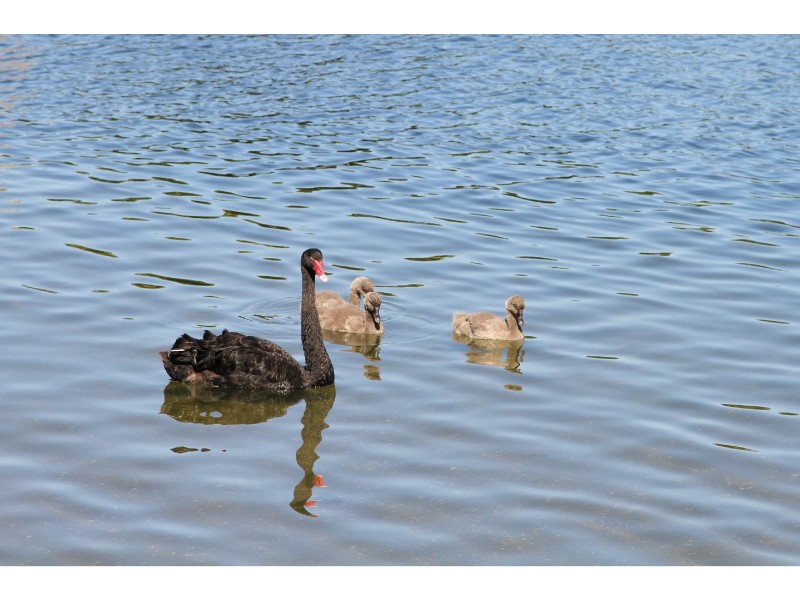 135 Western Boulevard, Raymond Island VIC 3880