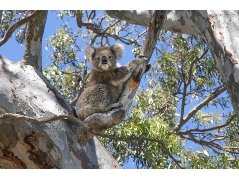 135 Western Boulevard, Raymond Island VIC 3880