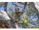 135 Western Boulevard, Raymond Island VIC 3880