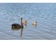 135 Western Boulevard, Raymond Island VIC 3880