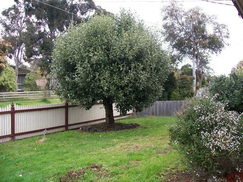 49 Centenary Street, Seaford VIC 3198