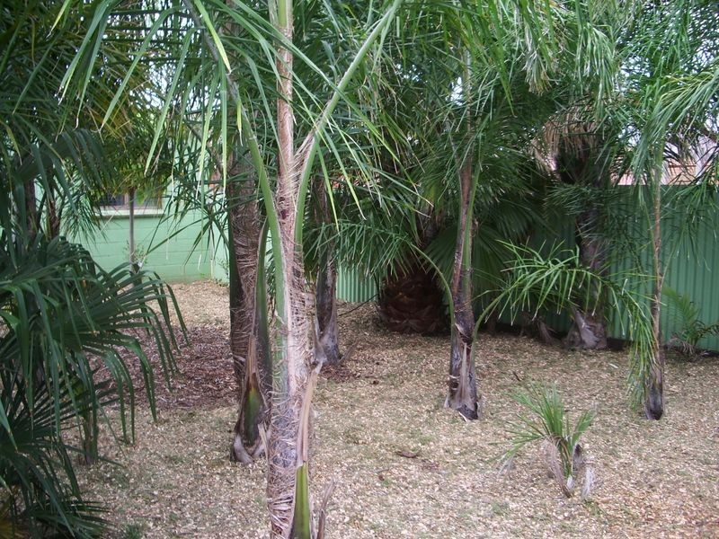 125 Murlong Street, Swan Hill VIC 3585