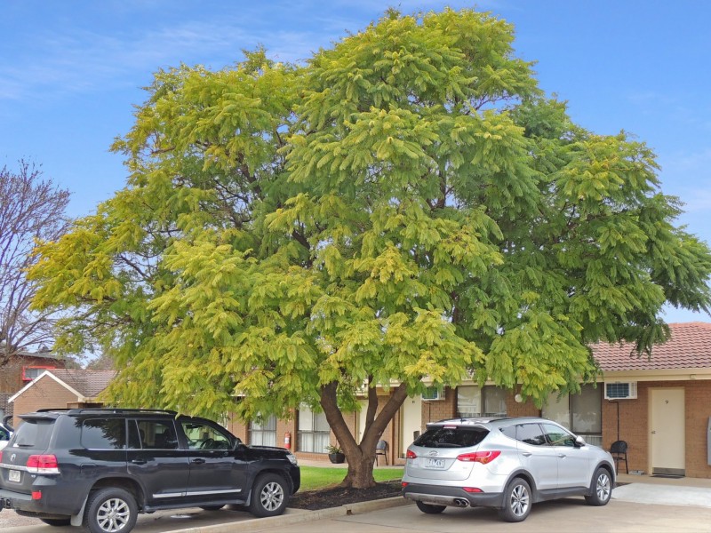 179 Curlewis Street, Swan Hill VIC 3585