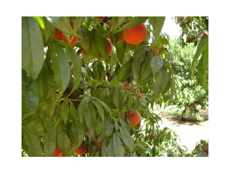 432 Cumnock Road, Tresco West VIC 3584