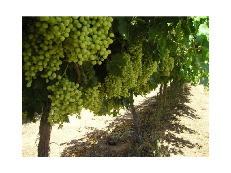 432 Cumnock Road, Tresco West VIC 3584