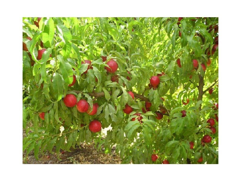 432 Cumnock Road, Tresco West VIC 3584