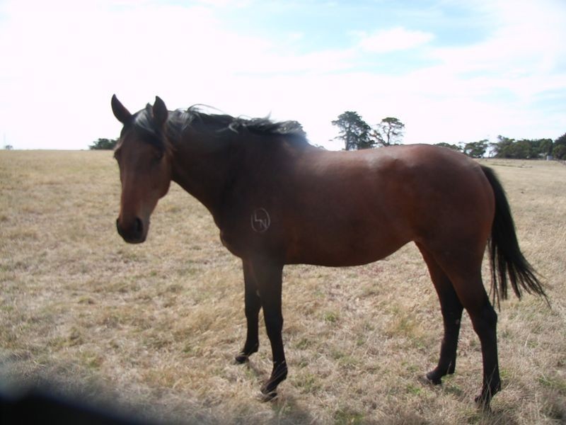 275 Tall Tree Road, Lethbridge VIC 3332