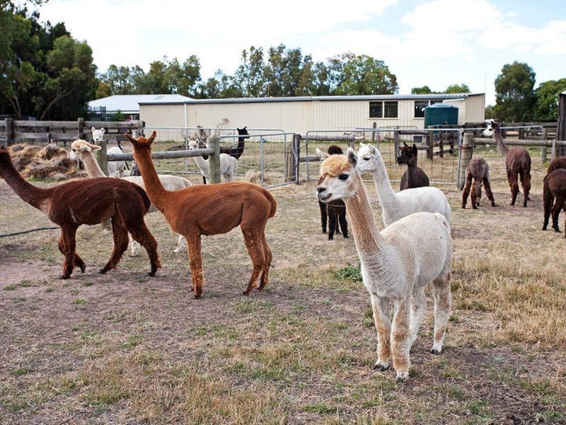 1395 Cape Otway Road, Modewarre VIC 3240
