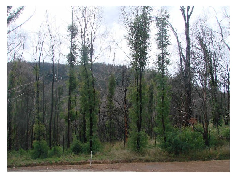 24 Sliver Parrot Road, Flowerdale VIC 3717